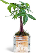 Live Money Tree, Pachira Aquatica, Birthday Gift Plant, Gift for Co-Worker, Potted Houseplant, Plant Lover Gift, Wedding Decor Plant in 4" Wooden Gift Pot
