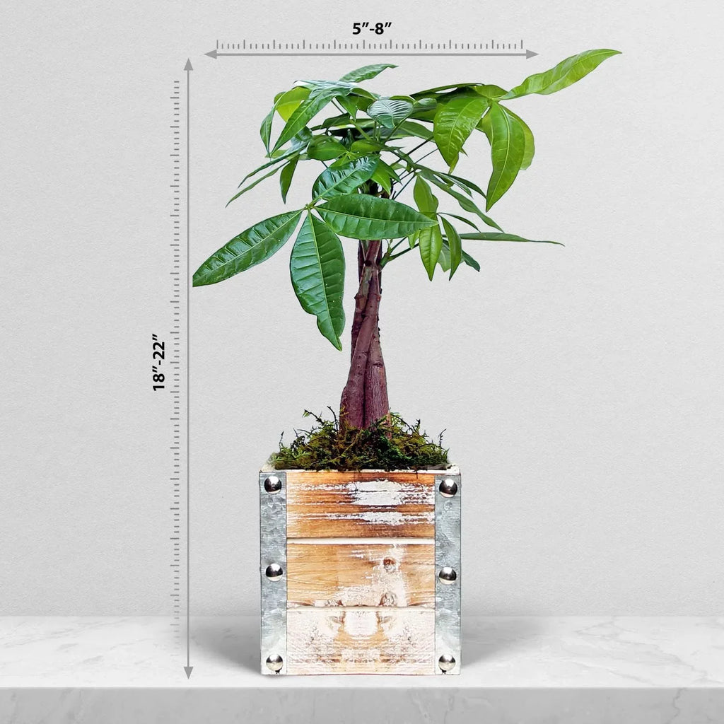 Live Money Tree, Pachira Aquatica, Birthday Gift Plant, Gift for Co-Worker, Potted Houseplant, Plant Lover Gift, Wedding Decor Plant in 4" Wooden Gift Pot