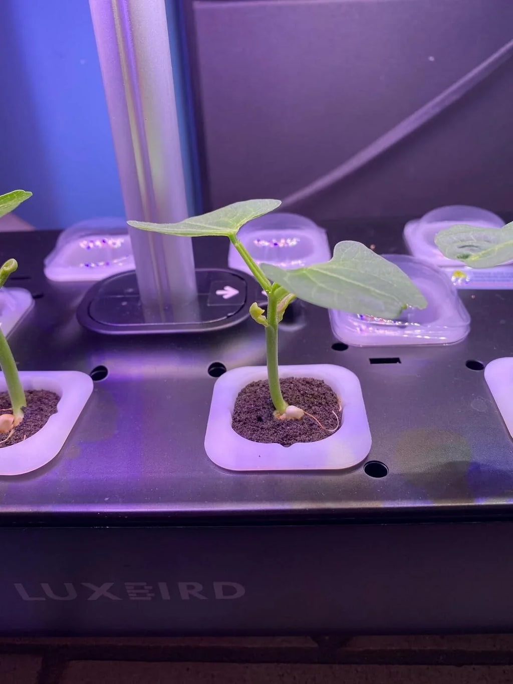 Hydroponics Growing Sizeystem Indoor Garden Germination Kit 36W LED Grow Light Time