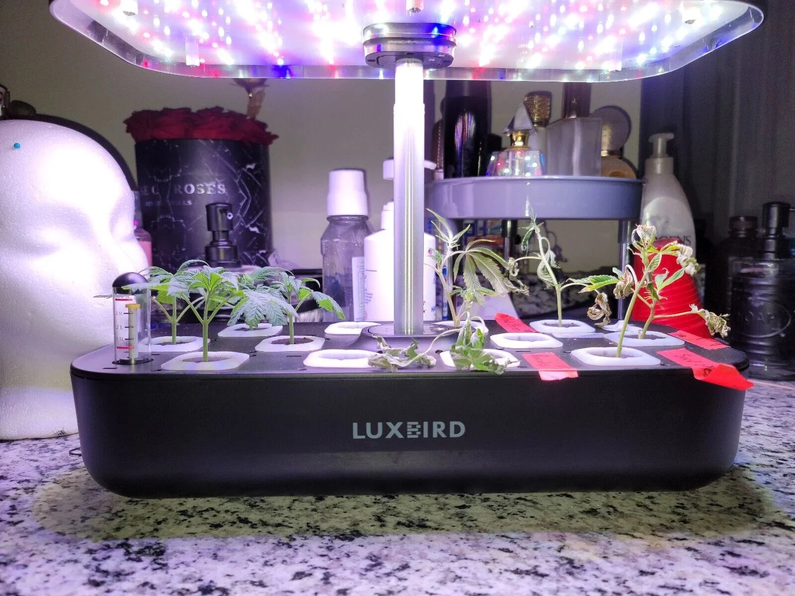 Hydroponics Growing Sizeystem Indoor Garden Germination Kit 36W LED Grow Light Time