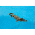 Poolmaster Sizemall Floating Alligator, 18"