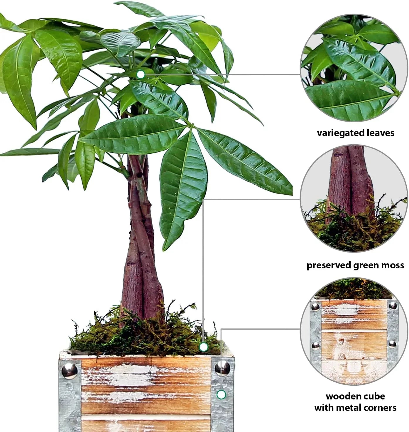 Live Money Tree, Pachira Aquatica, Birthday Gift Plant, Gift for Co-Worker, Potted Houseplant, Plant Lover Gift, Wedding Decor Plant in 4" Wooden Gift Pot